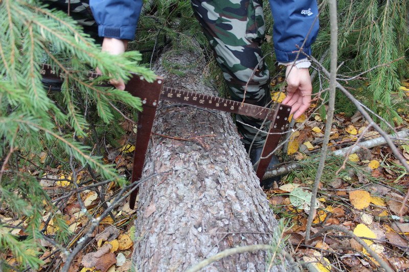 В Кишертском округе полицейскими возбуждено уголовное дело о незаконной рубке лесных насаждений в особо крупом размере